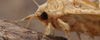 Top 7 wetenswaardigheden over de Agaat Vlinder (Phlogophora meticulosa)