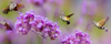 De symboliek en eigenschappen van de kolibrie vlinder