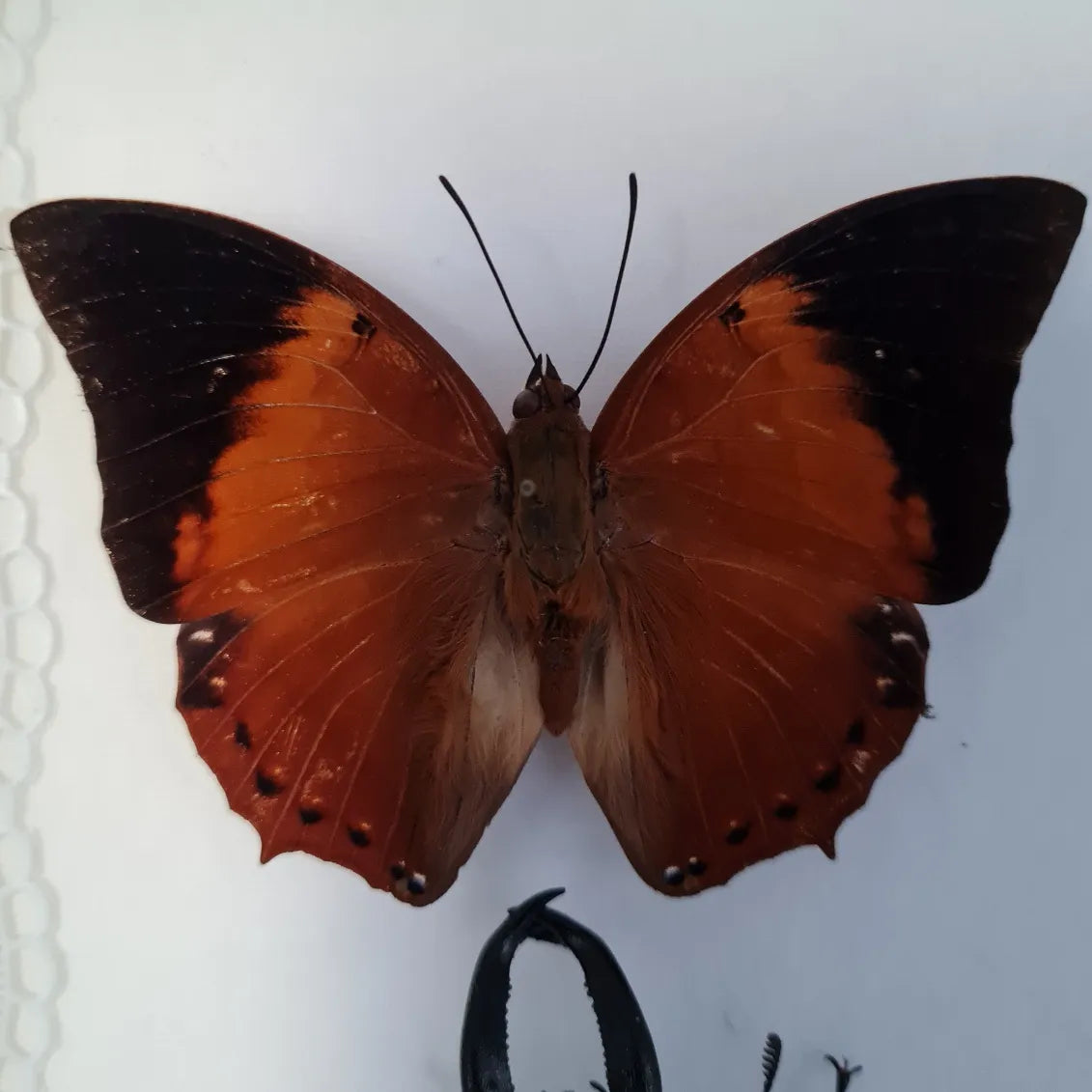 Charaxes Bernardus vlinder
