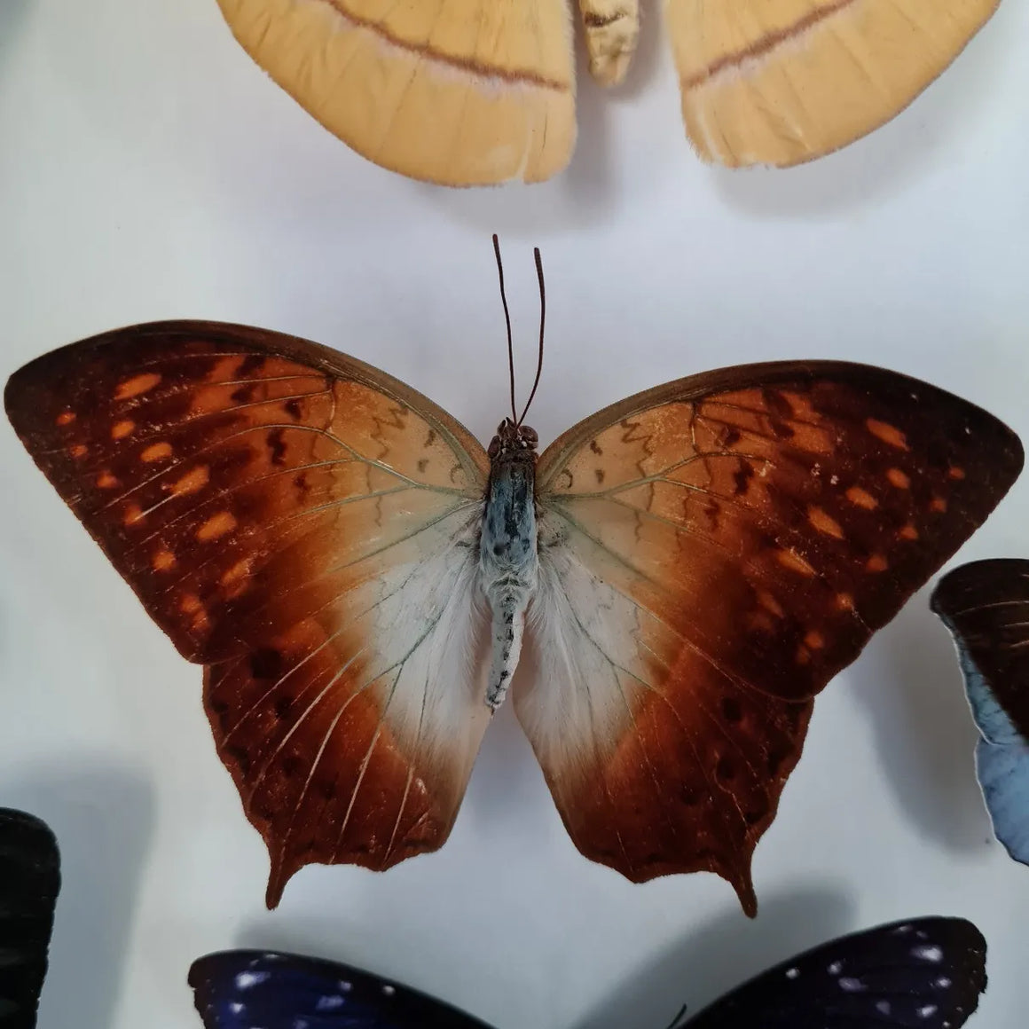 Charaxes fulvescens vlinder