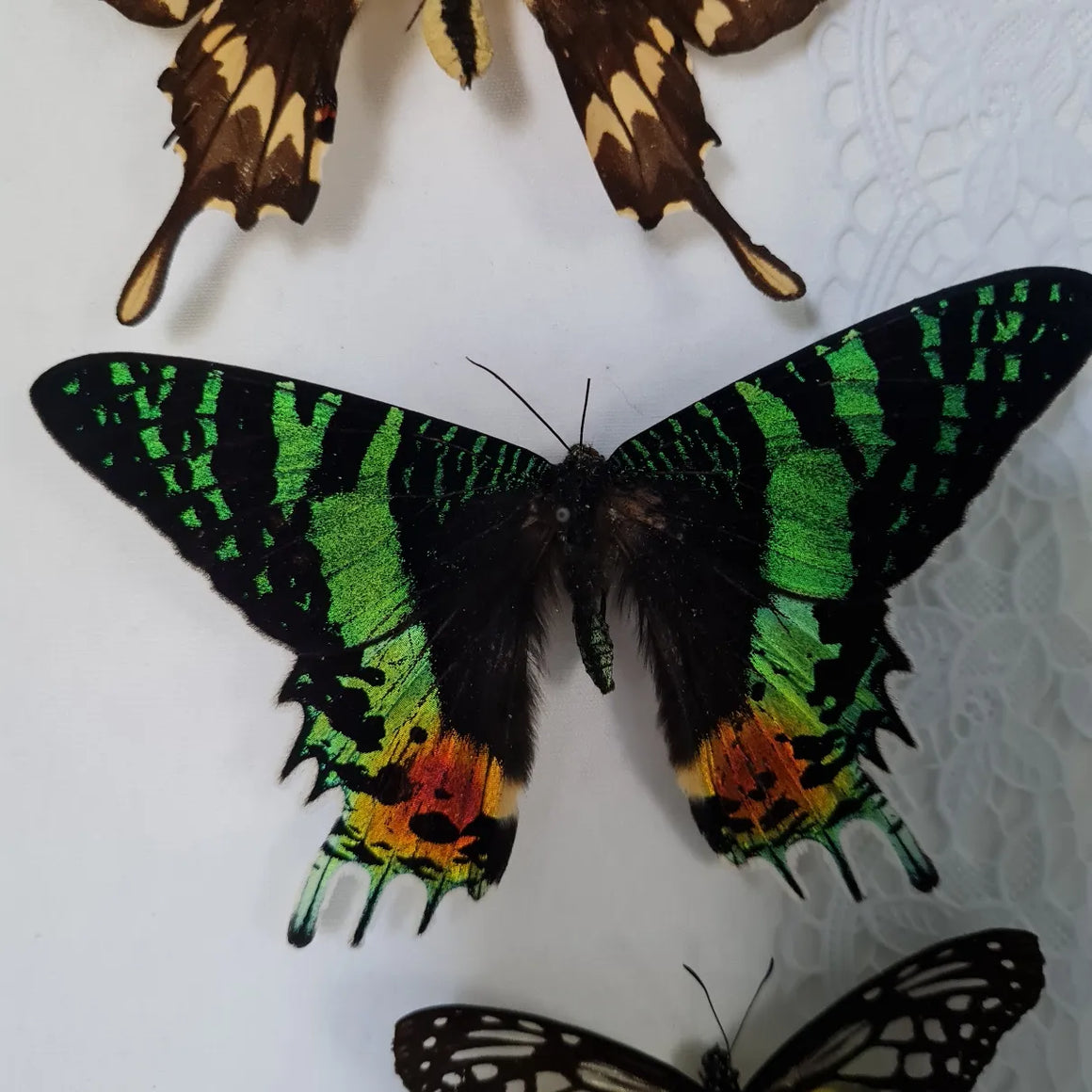 Chrysiridia rhipheus vlinder