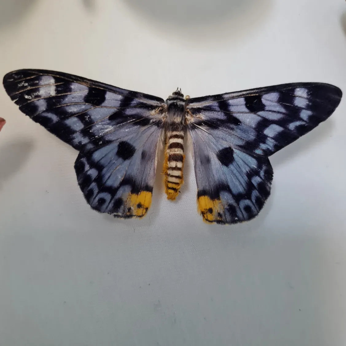 Dysphania transducta vlinder