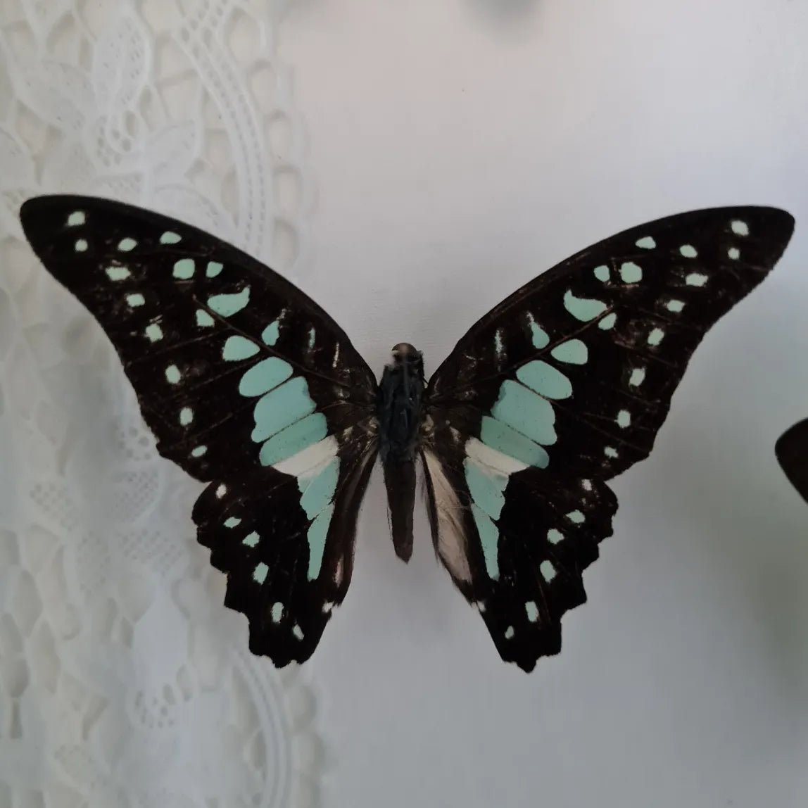 Graphium Doson vlinder