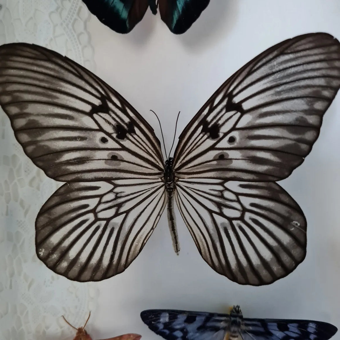 IDEA_BLANCHARDI vlinder