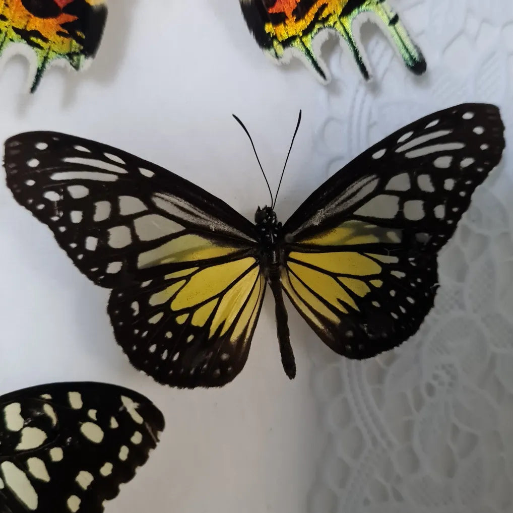 Ideopsis Vitrea vlinder