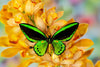 nadoranature.com prachtig opgezette vlinders en insecten