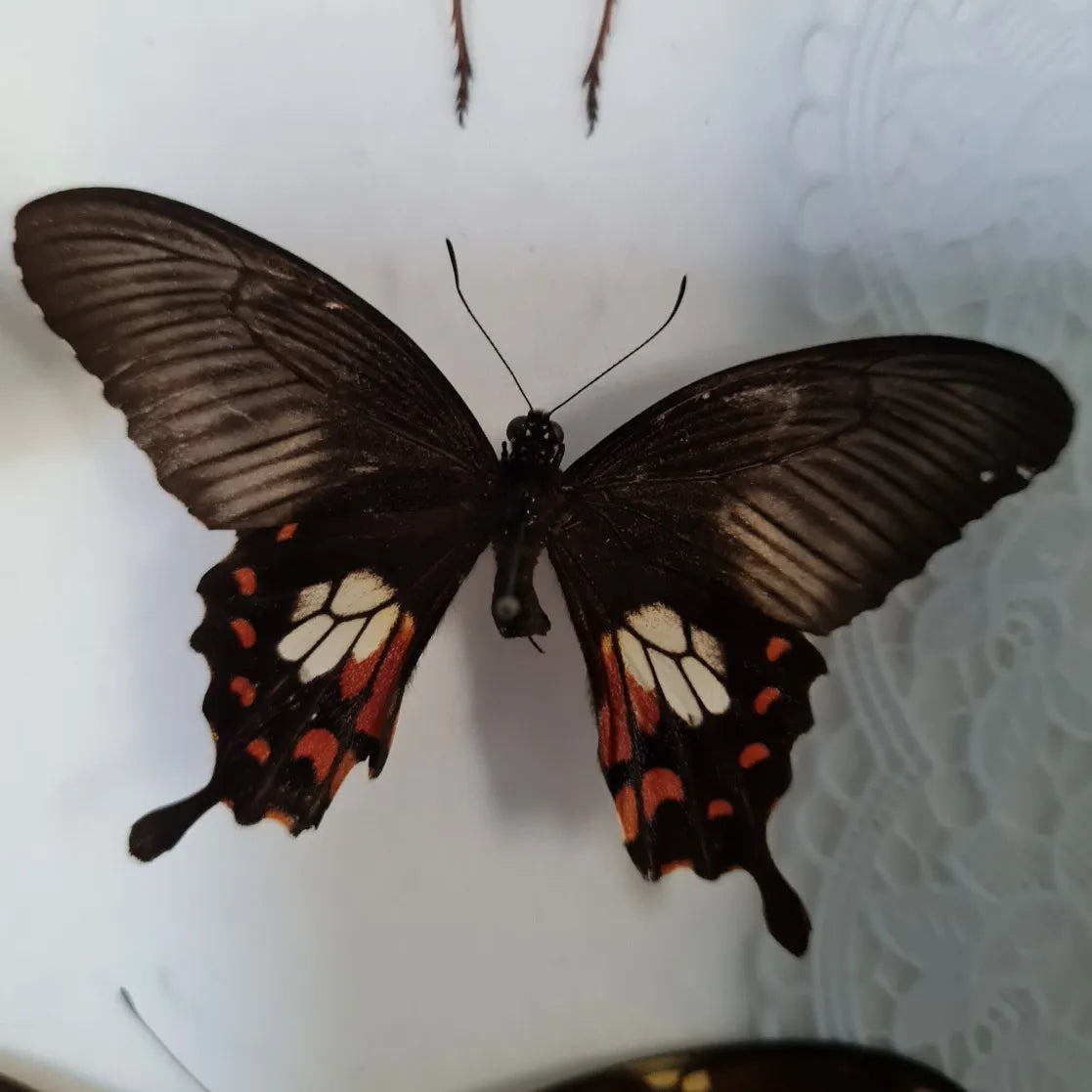 Pachliopta aristolochiae vlinder