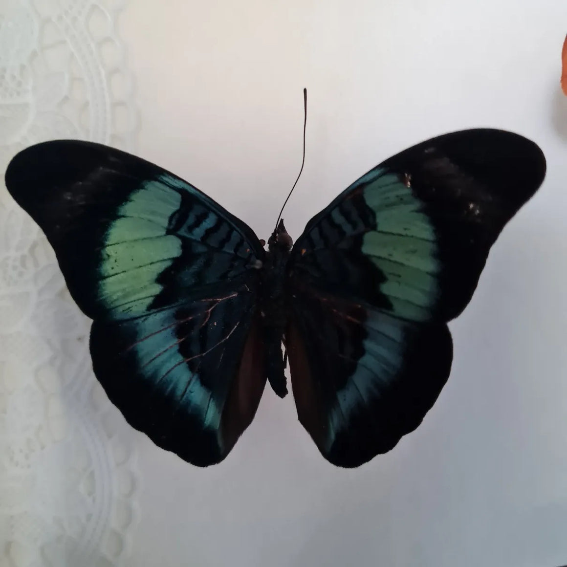 Panacea Regina vlinder