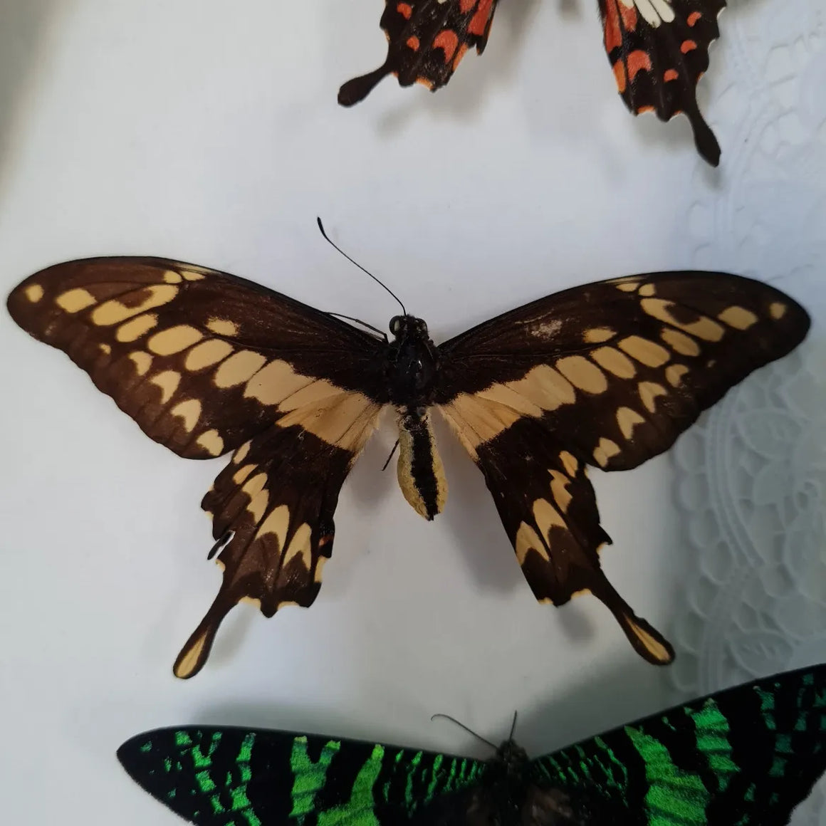 Papilio thoas vlinder