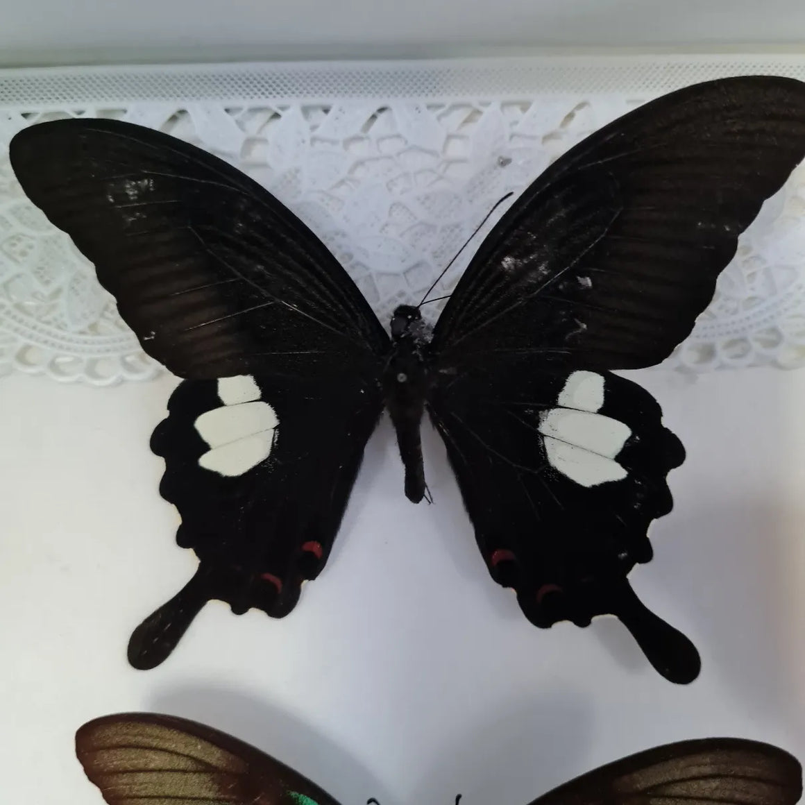 Papilio Helenus vlinder