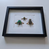 kleurrijke kevers in lijst - www.nadoranature.com - premium kwaliteit vlinders - cicade - motten -  insecten - magische wezentjes - opgezet - in lijst - in stolp