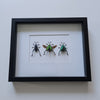 www.nadoranature.com - vlinders - cicade - motten -  insecten - magische wezentjes - opgezet - in lijst - in stolp Frog legged kevers in lijst