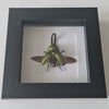 Jewel Stag Beetle, (Lamprima adolphinae) in lijst - www.nadoranature.com - vlinders - cicade - motten -  insecten - magische wezentjes - opgezet - in lijst - in stolp