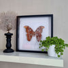 Attacus Atlas vlinder in lijst (mot) - www.nadoranature.com - vlinders - cicade - motten -  insecten - magische wezentjes - opgezet - in lijst - in stolp