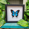 Papilio Ulysses vlinder in lijst -- www.nadoranature.com - premium kwaliteit vlinders - cicade - motten -  insecten - magische wezentjes - opgezet - in lijst - in stolp