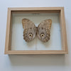 www.nadoranature.com - vlinders - cicade - motten -  insecten - magische wezentjes - opgezet - in lijst - in stolp Caligo Eurilochus vlinder (uilvlinder) in doorkijk lijst