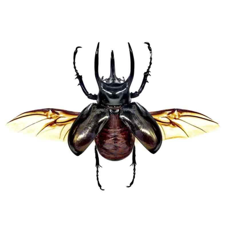 Chalcosoma atlas in lijst | atlas kever