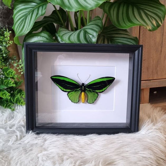 Ornithoptera Priamus vlinder (groene vogelvleugel) in lijst - www.nadoranature.com - premium kwaliteit vlinders - cicade - motten -  insecten - magische wezentjes - opgezet - in lijst - in stolp