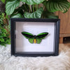 Ornithoptera Priamus vlinder (groene vogelvleugel) in lijst - www.nadoranature.com - premium kwaliteit vlinders - cicade - motten -  insecten - magische wezentjes - opgezet - in lijst - in stolp