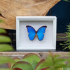 Morpho Didius vlinder in witte lijst - www.nadoranature.com - premium kwaliteit vlinders - cicade - motten -  insecten - magische wezentjes - opgezet - in lijst - in stolp
