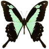 Papilio Phorcas vlinder in lijst | swallowtail vlinder- www.nadoranature.com - premium kwaliteit vlinders - cicade - motten -  insecten - magische wezentjes - opgezet - in lijst - in stolp