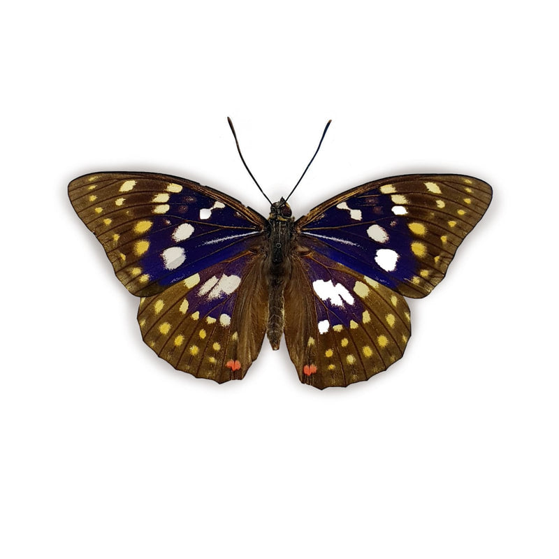 Sasakia charonda in lijst - www.nadoranature.com - premium kwaliteit vlinders - cicade - motten -  insecten - magische wezentjes - opgezet - in lijst - in stolp