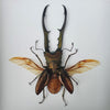www.nadoranature.com - vlinders - cicade - motten -  insecten - magische wezentjes - opgezet - in lijst - in stolp - Groot Vliegend Hert in lijst - Cyclommatus metallifer Finae (Peleng)