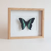 Papilio Bromius in lijst - www.nadoranature.com - premium kwaliteit vlinders - cicade - motten -  insecten - magische wezentjes - opgezet - in lijst - in stolp