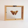 Charaxes Candiope in lijst | opgezette vlinder in lijst | www.nadoranature.com - vlinders - cicade - motten -  insecten - magische wezentjes - opgezet - in lijst - in stolp