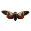 Angamiana Floridula in lijst | opgezette vlinder in lijst | www.nadoranature.com