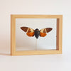 Angamiana Floridula in lijst | opgezette vlinder in lijst | www.nadoranature.com