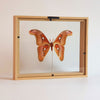 Attacus Lorquini in lijst | opgezette vlinder in lijst | www.nadoranature.com - vlinders - cicade - motten -  insecten - magische wezentjes - opgezet - in lijst - in stolp