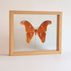 Attacus Lorquini in lijst | opgezette vlinder in lijst  -www.nadoranature.com - vlinders - cicade - motten -  insecten - magische wezentjes - opgezet - in lijst - in stolp