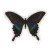 Papilio Maackii Maackii in lijst - www.nadoranature.com - premium kwaliteit vlinders - cicade - motten -  insecten - magische wezentjes - opgezet - in lijst - in stolp