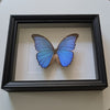 Morpho Didius vlinder in zwarte lijst - www.nadoranature.com - premium kwaliteit vlinders - cicade - motten -  insecten - magische wezentjes - opgezet - in lijst - in stolp