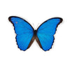 Morpho Didius vlinder in lijst -  www.nadoranature.com - premium kwaliteit vlinders - cicade - motten -  insecten - magische wezentjes - opgezet - in lijst - in stolp