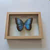 Morpho Helenor vlinder in lijst - www.nadoranature.com - premium kwaliteit vlinders - cicade - motten -  insecten - magische wezentjes - opgezet - in lijst - in stolp