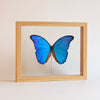 Morpho Didius vlinder in lijst  - www.nadoranature.com - premium kwaliteit vlinders - cicade - motten -  insecten - magische wezentjes - opgezet - in lijst - in stolp