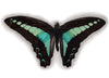 Graphium Sarpedon vlinder  in lijst www.nadoranature.com - vlinders - cicade - motten -  insecten - magische wezentjes - opgezet - in lijst - in stolp