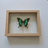 Papilio Palinurus vlinder in lijst - www.nadoranature.com - premium kwaliteit vlinders - cicade - motten -  insecten - magische wezentjes - opgezet - in lijst - in stolp