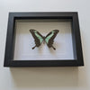 Papilio Phorcas vlinder in lijst - www.nadoranature.com - premium kwaliteit vlinders - cicade - motten -  insecten - magische wezentjes - opgezet - in lijst - in stolp 