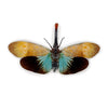 Pyrops Pyrorhyncha - www.nadoranature.com - premium kwaliteit vlinders - cicade - motten -  insecten - magische wezentjes - opgezet - in lijst - in stolp