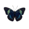 Panacea Regina vlinder | opgezette insecten en vlinders- www.nadoranature.com - premium kwaliteit vlinders - cicade - motten -  insecten - magische wezentjes - opgezet - in lijst - in stolp 